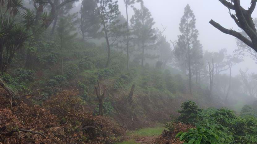 Caffè monorigine El Salvador - Finca Santa Isabel