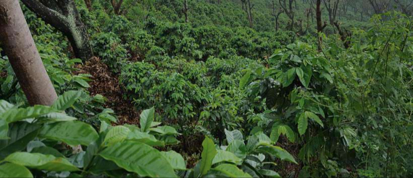 Caffè monorigine El Salvador Finca Santa Isabel