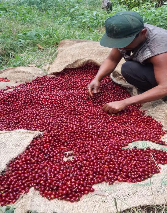Caffè El Salvador Finca Santa Isabel
