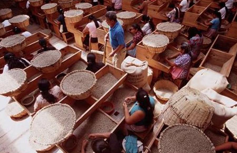 Caffè Guatemala - Antigua Pastores