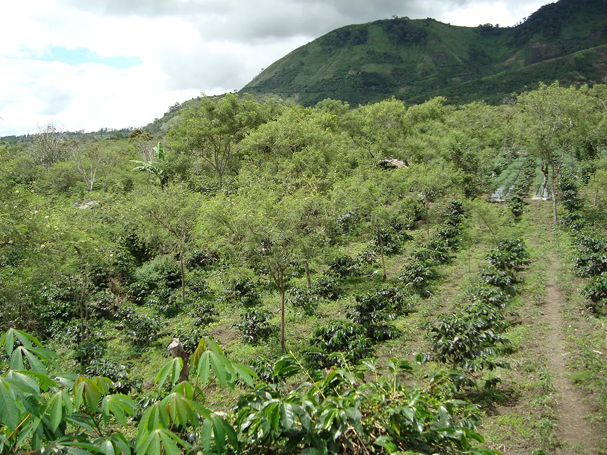 Caffè Indonesia Flores Cahaya Comodo Sejahtera