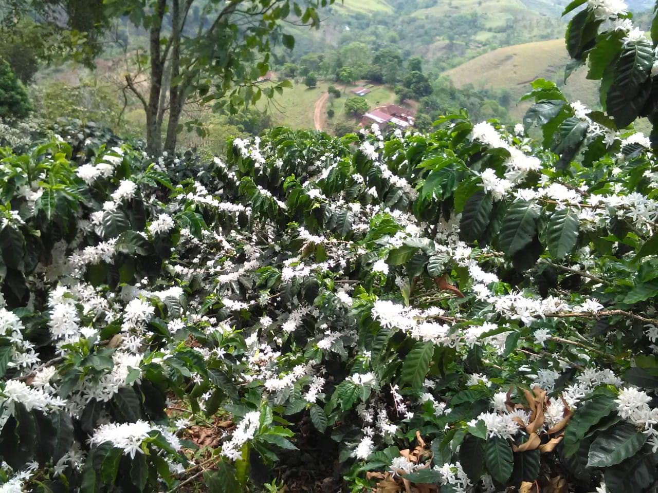 Caffè monorigine Colombia - Finca Marlon Salcedo
