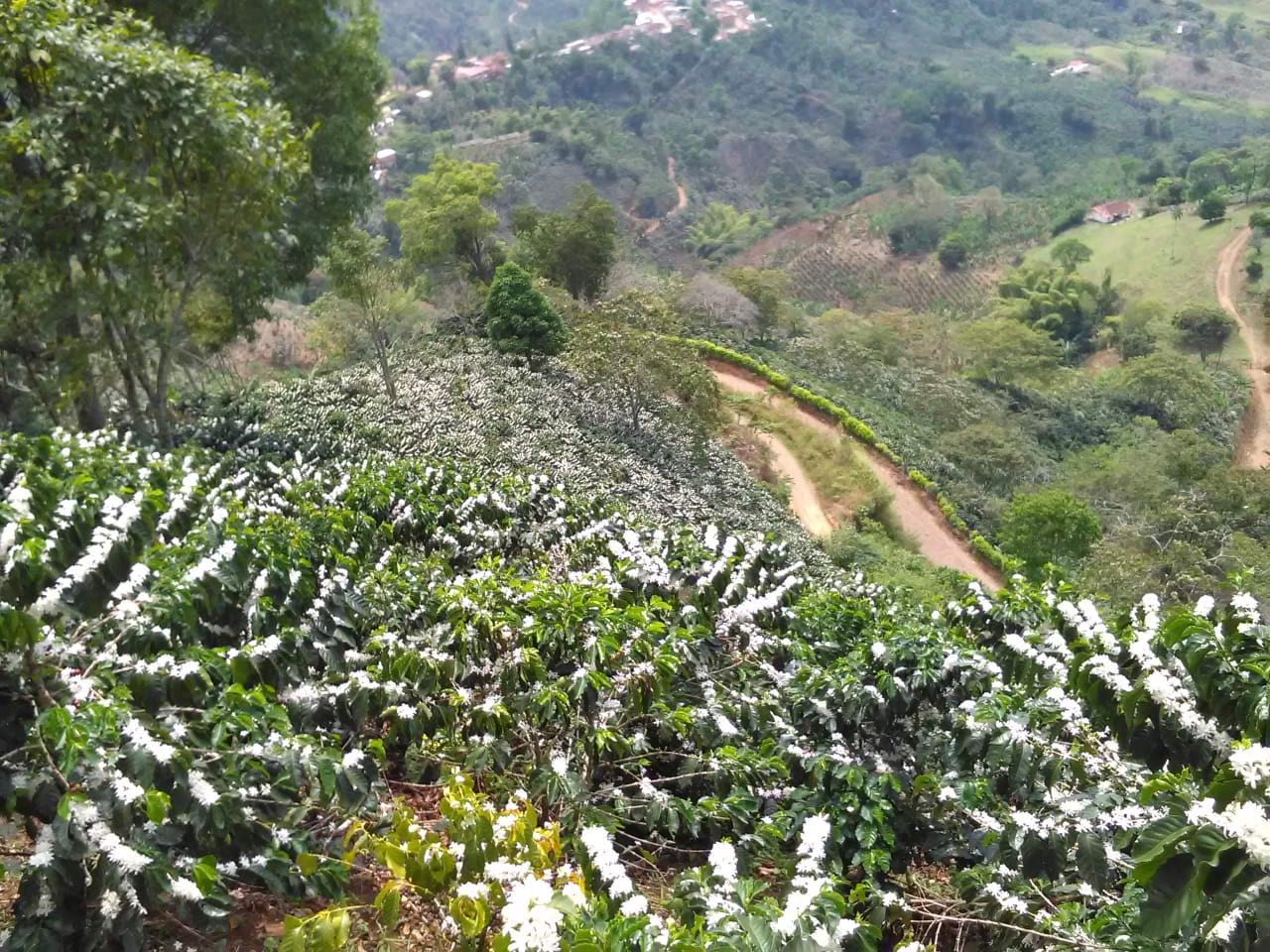 Caffè monorigine Colombia Finca Marlon Salcedo