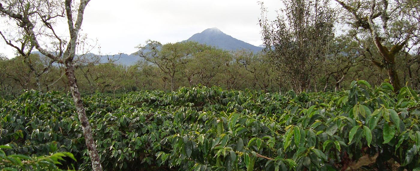 Caffè Monorigine Indonesia Flores Polished Robusta